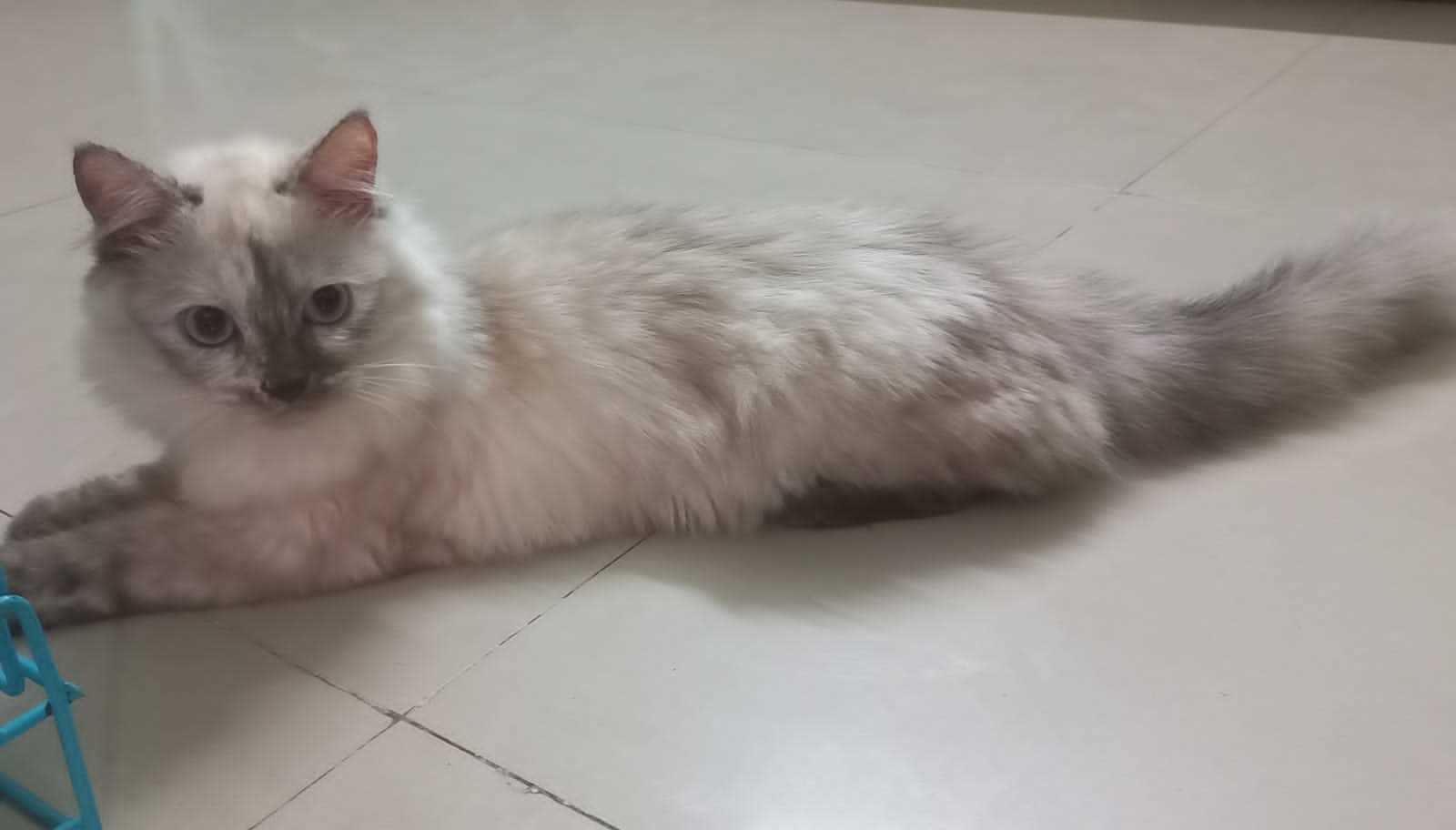 Himalayan For Sale In Kolkata