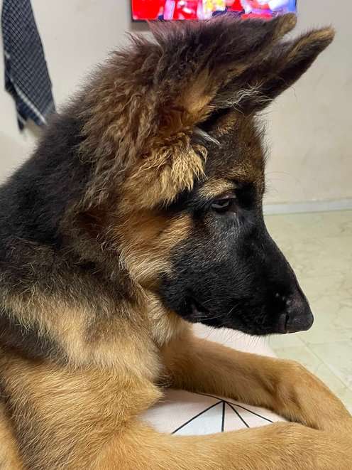 German Shepherd For Sale In Porbandar