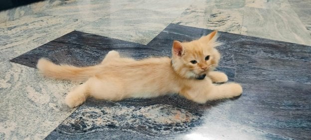 Persian For Sale In Madurai