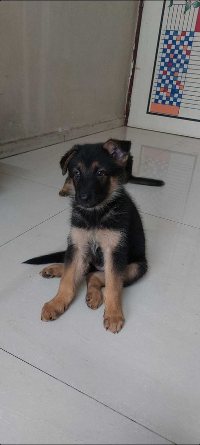 German Shepherd For Sale In Panvel
