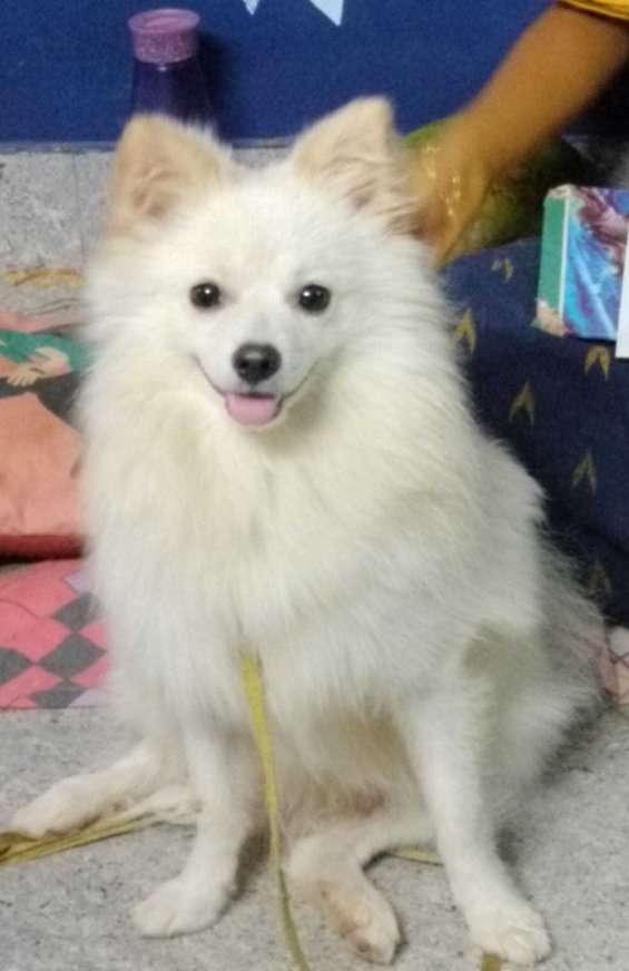 Papillon For Adoption In Guntur