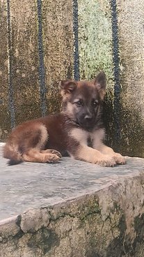 German Shepherd For Sale In Mangrol