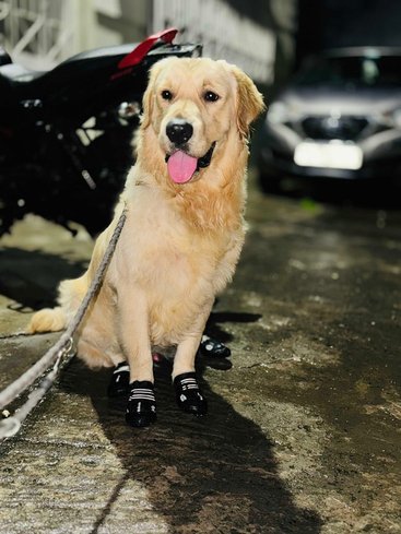 Golden Retriever Dogs For Mating In Kolkata