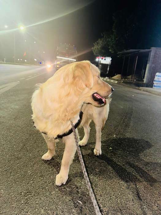Golden Retriever Dogs For Mating In Kolkata