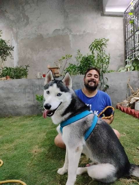 Siberian Husky Dogs For Mating In Noida