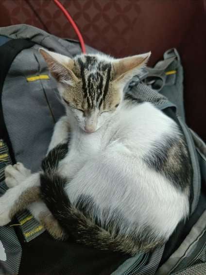 Indian Breed For Adoption In Dehradun