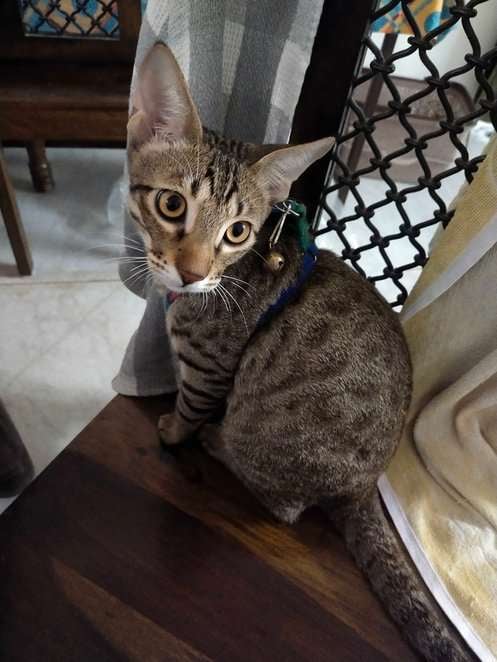 Indian Breed For Adoption In Indore