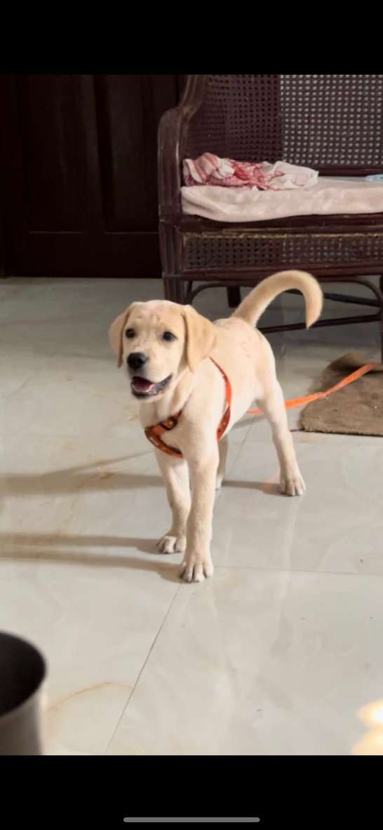 Labrador Retriever For Sale In Begusarai