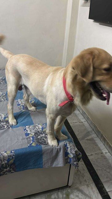 Golden Retriever Dogs For Mating In Delhi