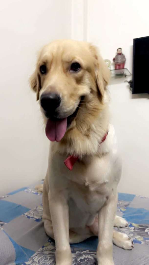Golden Retriever Dogs For Mating In Delhi
