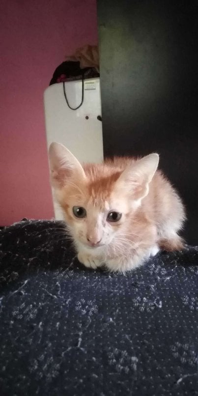 Indian Breed For Adoption In Coimbatore