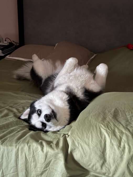 Siberian Husky Dogs For Mating In Delhi