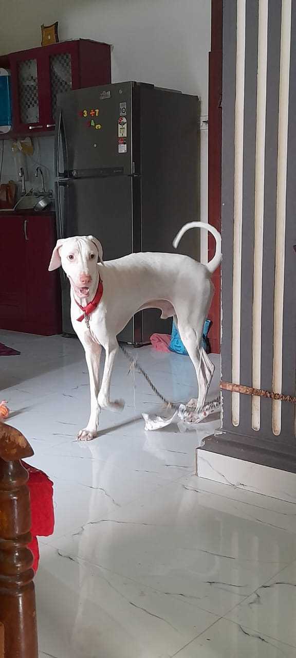 Rajapalayam Dogs For Mating In Chennai