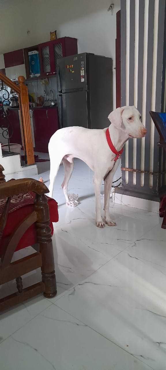 Rajapalayam Dogs For Mating In Chennai