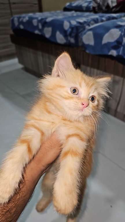 Persian For Sale In Ahmedabad