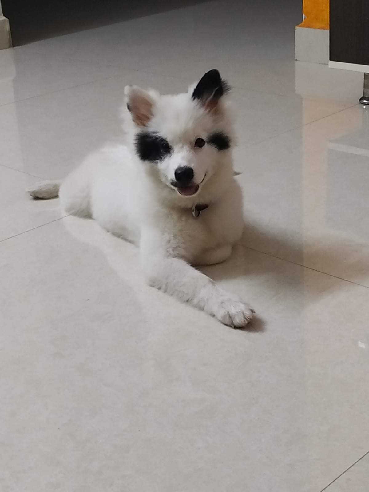 Indian Spitz For Adoption In Guntur
