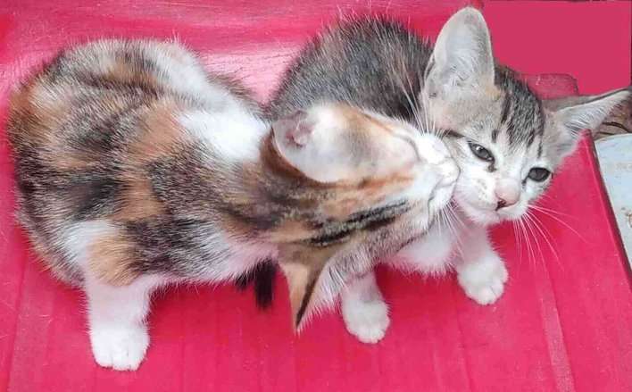 Indian Breed For Adoption In Bangalore