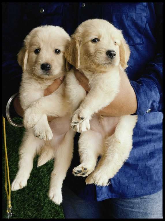Golden Retriever For Sale In Udaipur