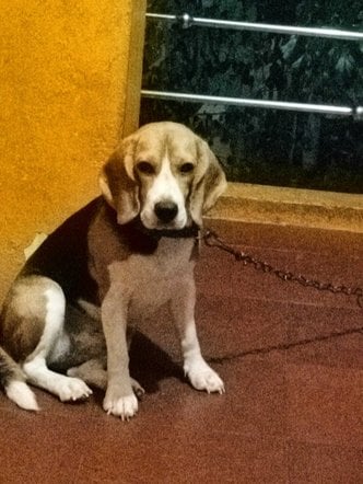 Beagle For Adoption In Tiruvallur