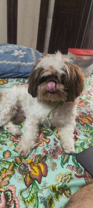 Shih Tzu Dogs For Mating In Chandigarh