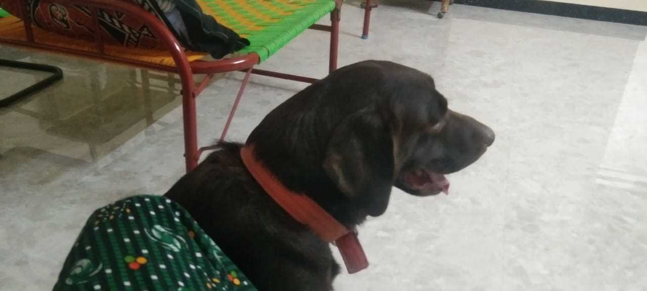 Labrador Retriever Dogs For Mating In Namakkal