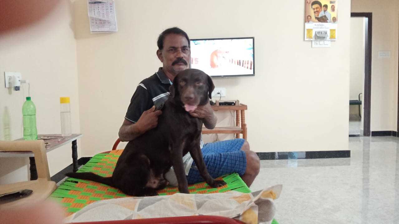 Labrador Retriever Dogs For Mating In Namakkal