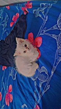 Persian For Sale In Moradabad