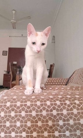 Indian Breed For Adoption In Mumbai