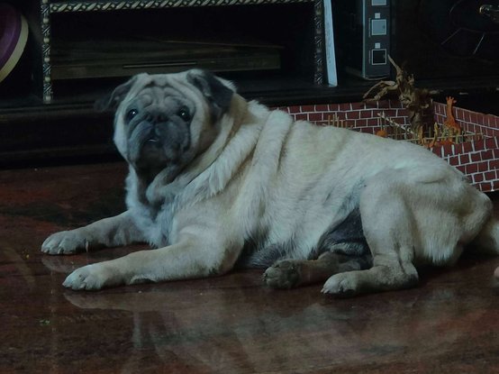 Pug Dogs For Mating In Bangalore