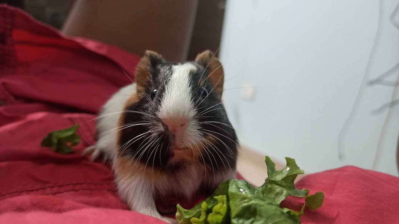 Guinea Pigs For Adoption In Dehradun