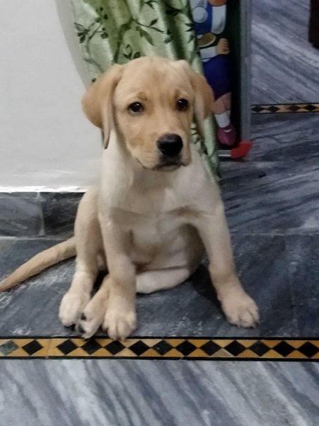 Labrador Retriever For Sale In Rudrapur