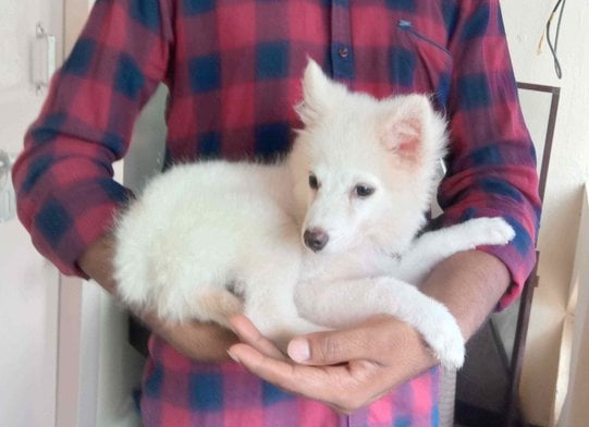 Pomeranian For Sale In Visakhapatnam