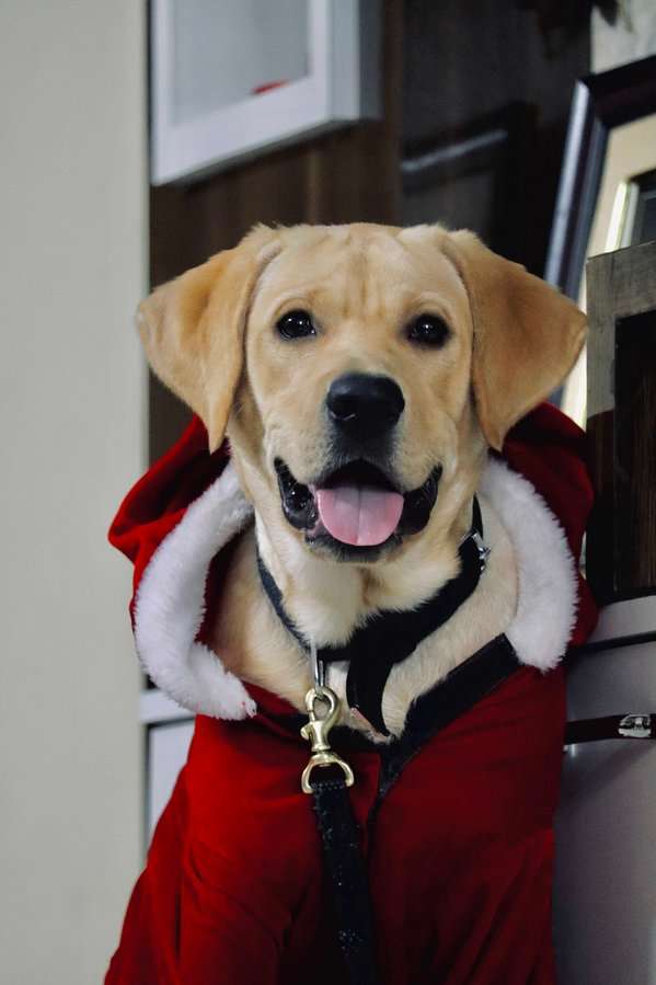 Labrador Retriever Dogs For Mating In Hyderabad