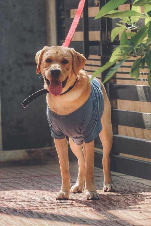 Labrador Retriever Dogs For Mating In Hyderabad