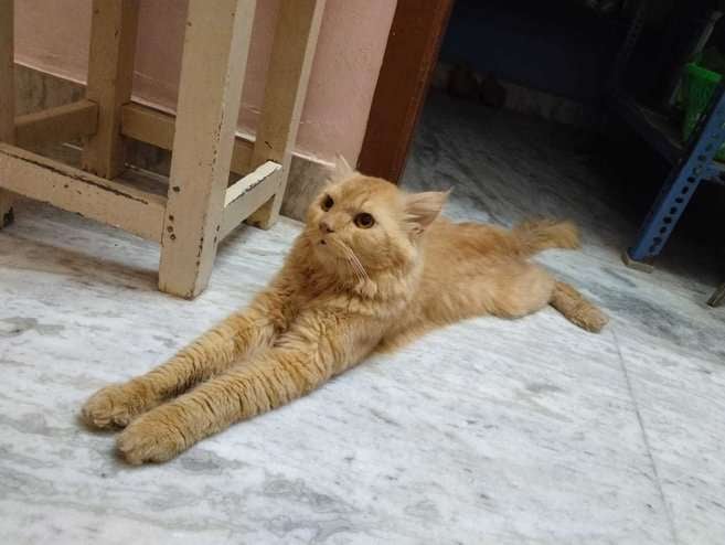 Persian For Sale In Tiruchirappalli