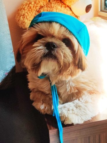Shih Tzu Dogs For Mating In Chennai