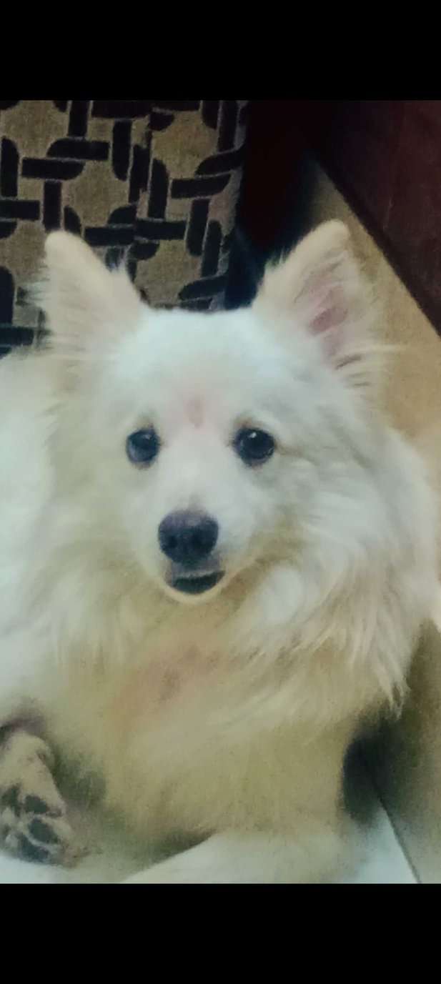 Indian Spitz Dogs For Mating In Delhi