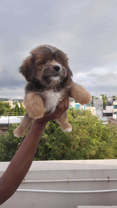 Lhasa Apso For Sale In Pune