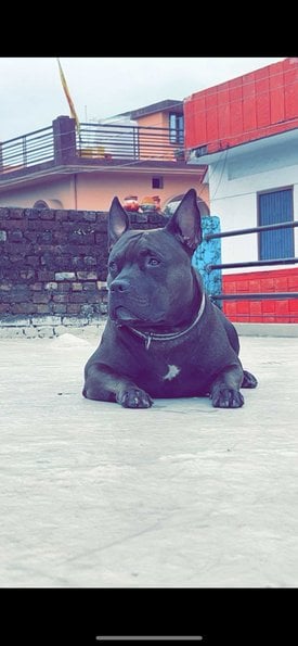 American Bully Dogs For Mating In Dehradun