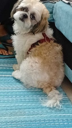 Shih Tzu Dogs For Mating In Bangalore