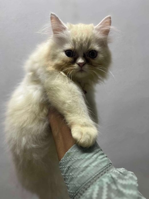 Persian For Sale In Thrissur