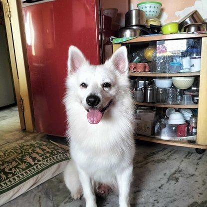 German Spitz Dogs For Mating In Kolkata