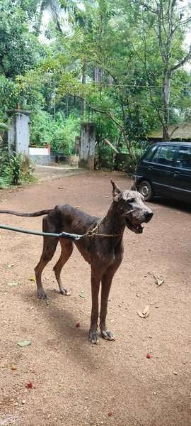 Great Dane For Adoption In Pathanamthitta