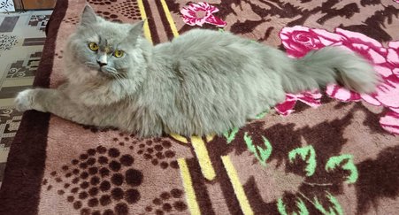 Persian Dogs For Mating In Chennai