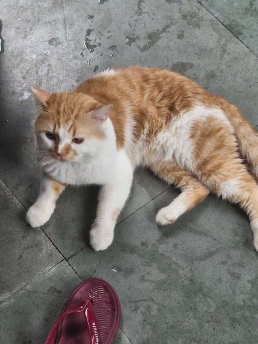 Calico For Adoption In Noida