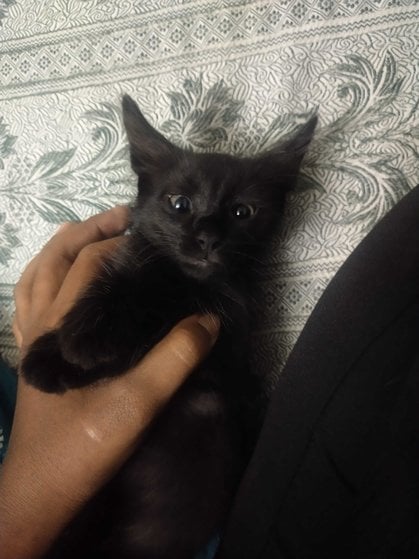 Indian Breed For Adoption In Coimbatore