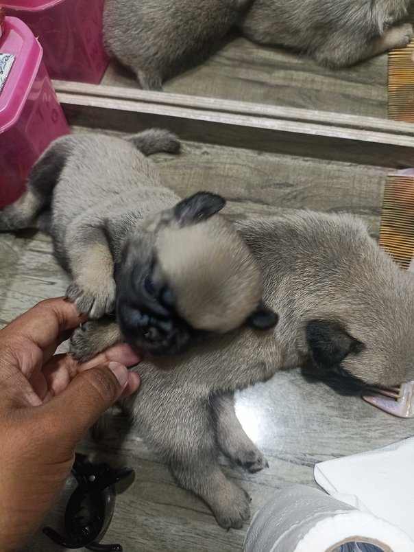 Pug For Sale In Kanpur