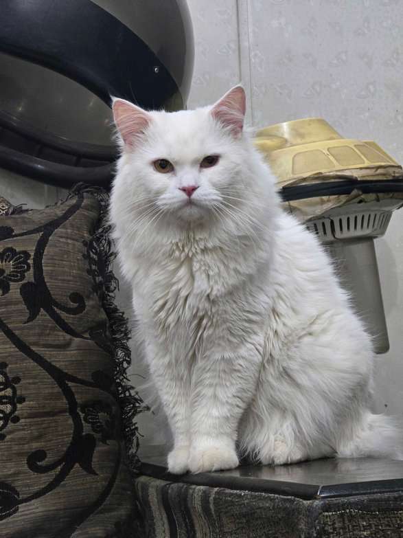 Persian Dogs For Mating In Delhi