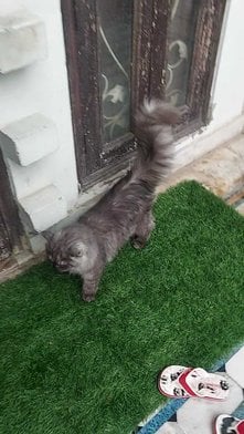 Persian For Adoption In Kota