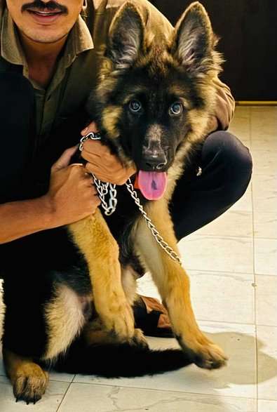 German Shepherd For Sale In Nasik